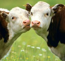 1272214329_cow_1